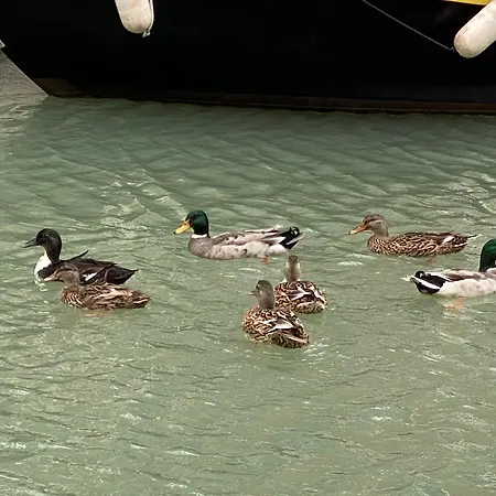 Bella Meimei Apartment *